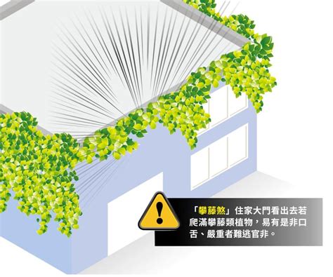 攀藤植物風水|風水師揭秘：爬藤植物如何招財？